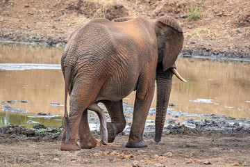 male erected penis elephant in kruger park south africa