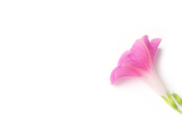 pink purple morning glory flower from different angle on white back ground 