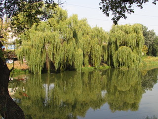 reflection of trees in water