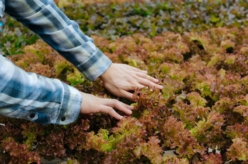young man farmer hands checking fresh red oak lettuce salad, organic hydroponic vegetable in greenhouse garden nursery farm, agriculture business, organic vegetable farm and healthy food concept