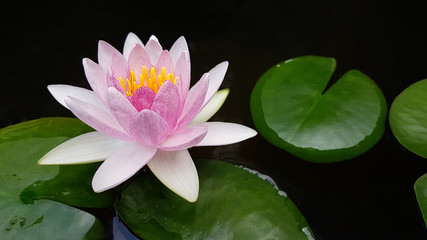 lotus