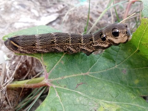 larva elephant hawk moth (Deilephila elpenor) brown-gray with black dots along the entire body. Larva creeps on a green leaf of grapes.