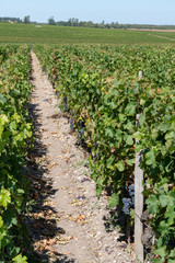 Fototapeta na wymiar Grape vines at Château Margaux in the Bordeaux wine Médoc