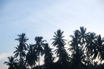 Silhouette sunrise coconut palm tree colorful sky background