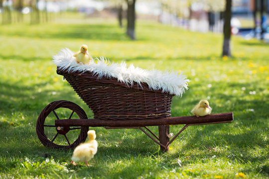 Three little ducklings in a nest, outdoors image in the park