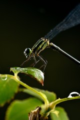 Dragonfly standing on a green leaf, with water drops, diffuse background