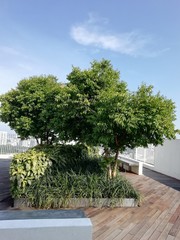 天空のテラス、南国の木