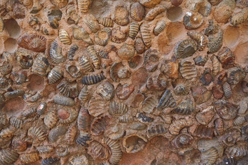 Fossils in Villa de Leyva, Colombia
