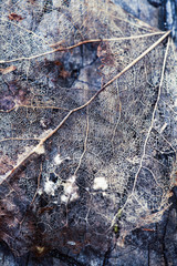 old leaf skeleton on dark wood, nature texture close up