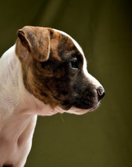 Pitbull puppy, two brown and white colors, with dark green background