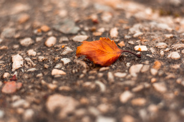 macro detail of small orange leaf on white stone floor