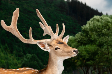 portrait of a red deer in wild nature