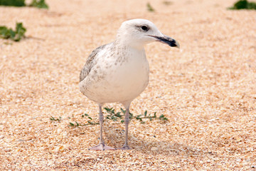 Larus argentatus. Silver gull on the seashore. Gull