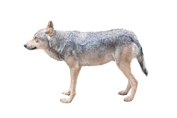 profile wolf isolated on a white background