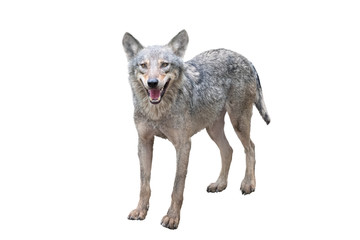 Naklejka na ściany i meble wolf with open mouth isolated on a white