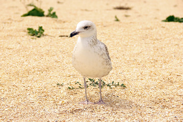 Larus argentatus. Silver gull on the seashore. Gull