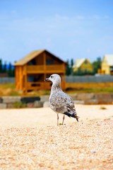 Larus argentatus. Silver gull on the seashore. Gull