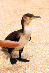 Phalacrocorax. Big black bird by the sea