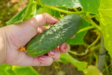 Obraz premium Woman's hand removes a cucumber from a branch in the greenhouse