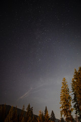 Naklejka premium Low view shot of trees in the night