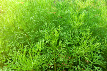 Fresh dill tree in garden food background