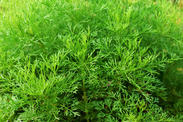 Fresh dill tree in garden food background