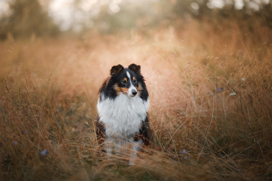 Dog in the yellow grass at sun dawn. obedient beautiful sheltie posing in the park