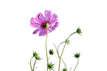 Cosmos flower blooming isolated on white background