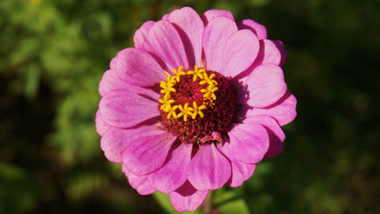 Obraz premium pink flower with a beautiful core