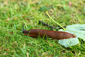 A red slug (Arion rufus) moving through the grass after heavy rainfall. This slug is a species in the family roundback slugs.