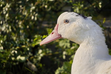 A single goose head close-up on a background of green leaves, a portrait of a white bird with a long neck.