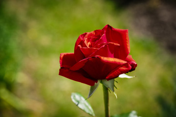 Obraz premium Red rose of monastery Saeben