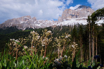 Landscape South Tirol