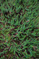 Pflanzen an der nordsee im Fichtenwald