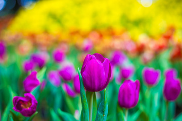 Beautiful tulip blossom colorful flower in garden