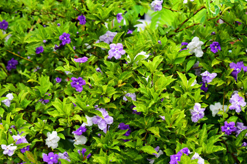 Beautiful  purple flowers blooming in garden