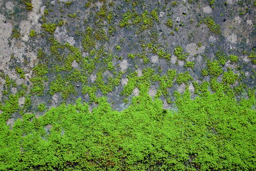 Moss covering on the ground