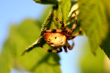 a large leaf spider in its natural habitat
