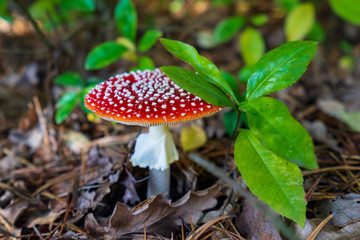 Muchomor trujący czerwony © SebbPL