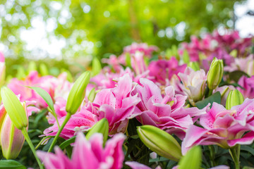 Lily flower bouquet in blossom garden © themorningglory
