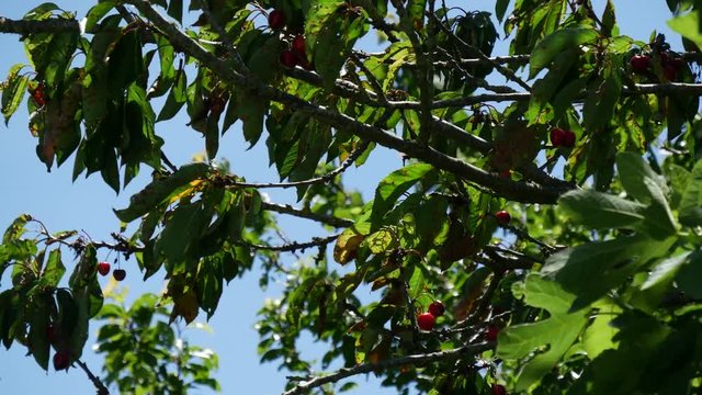 cherry tree in the wind with blue sky