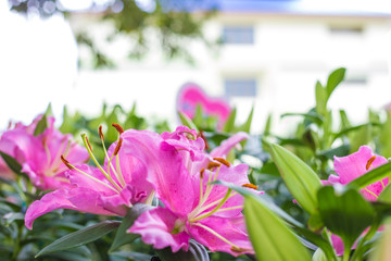 Lily flower bouquet in blossom garden