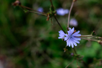 Vegetation in the forest