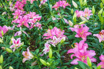 Naklejka premium Lily flower bouquet in blossom garden