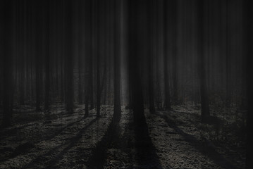 Czarny ciemny mroczny las