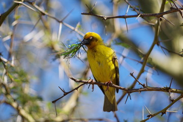 Tisserin à front noir - Southern Masked Weaver 2019 08