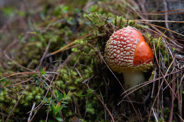 Hongo de amanita