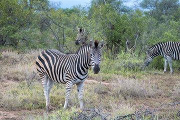 Fototapeta na wymiar Zebra (equus quagga) in grassland in the Timbavati Reserve, South Africa