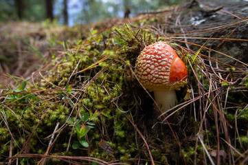 Hongo de amanita
