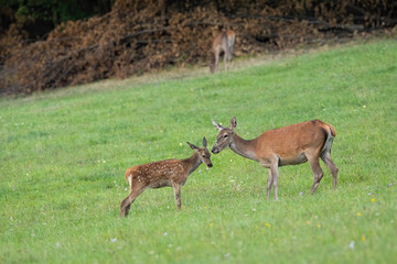 Red deer, cervus elaphus, youngster standing close to its mother on a green meadow in summer with copy space. Animal maternity in wilderness.